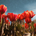 Red Tulips