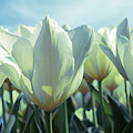 White Tulips
